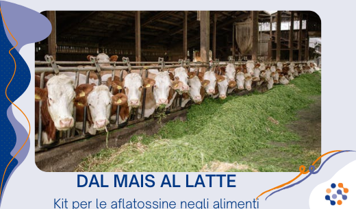 Dal mais al latte: kit analitici per la ricerca della aflatossine negli alimenti