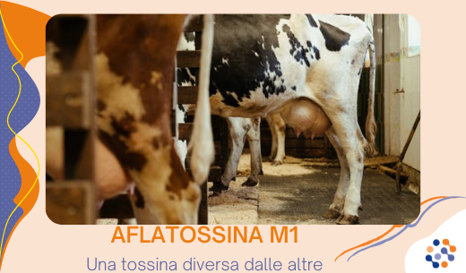 Aflatossina M1: una tossina diversa dalle altre