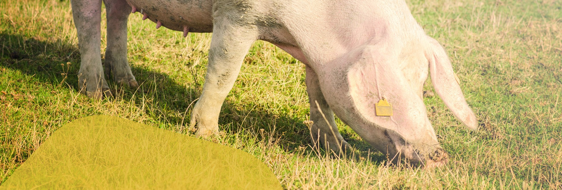 Kit analitici per la diagnostica veterinaria Kit analitici per la diagnostica veterinaria