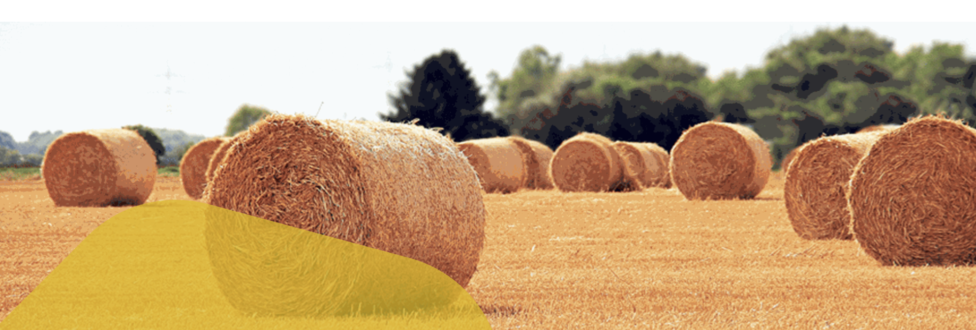 Micotossine Micotossine