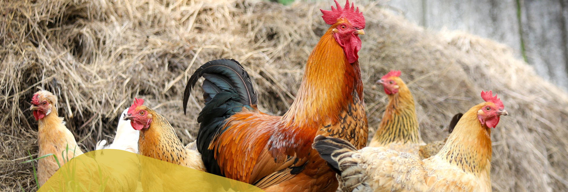 Patologie aviarie Patologie aviarie