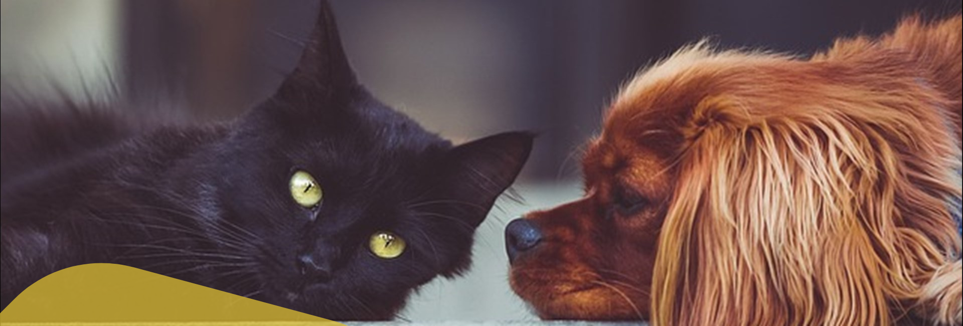 Patologie Canine & Feline