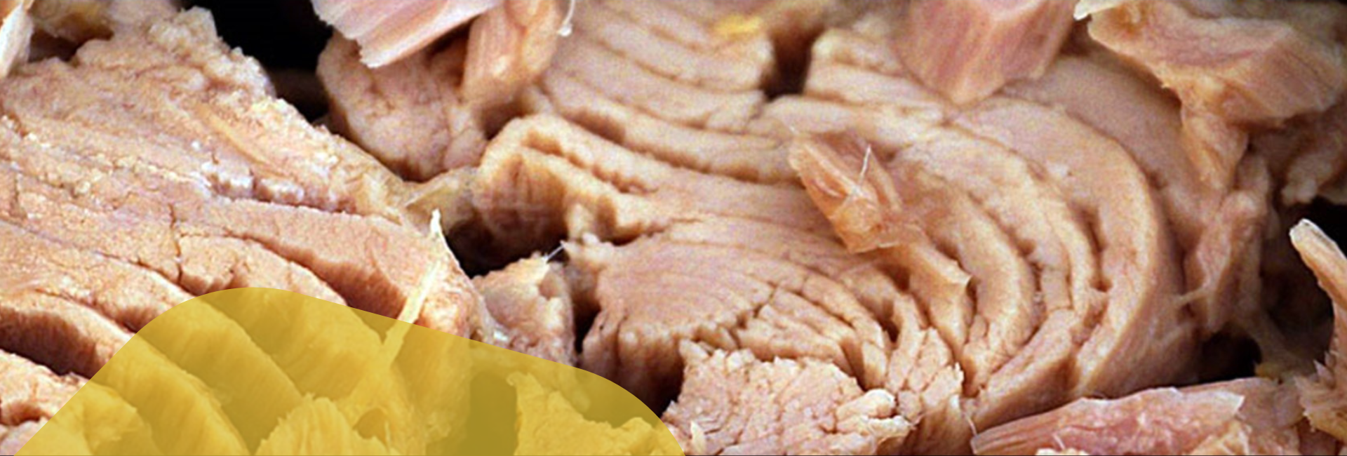 Istamina nel tonno in scatola Istamina nel tonno in scatola